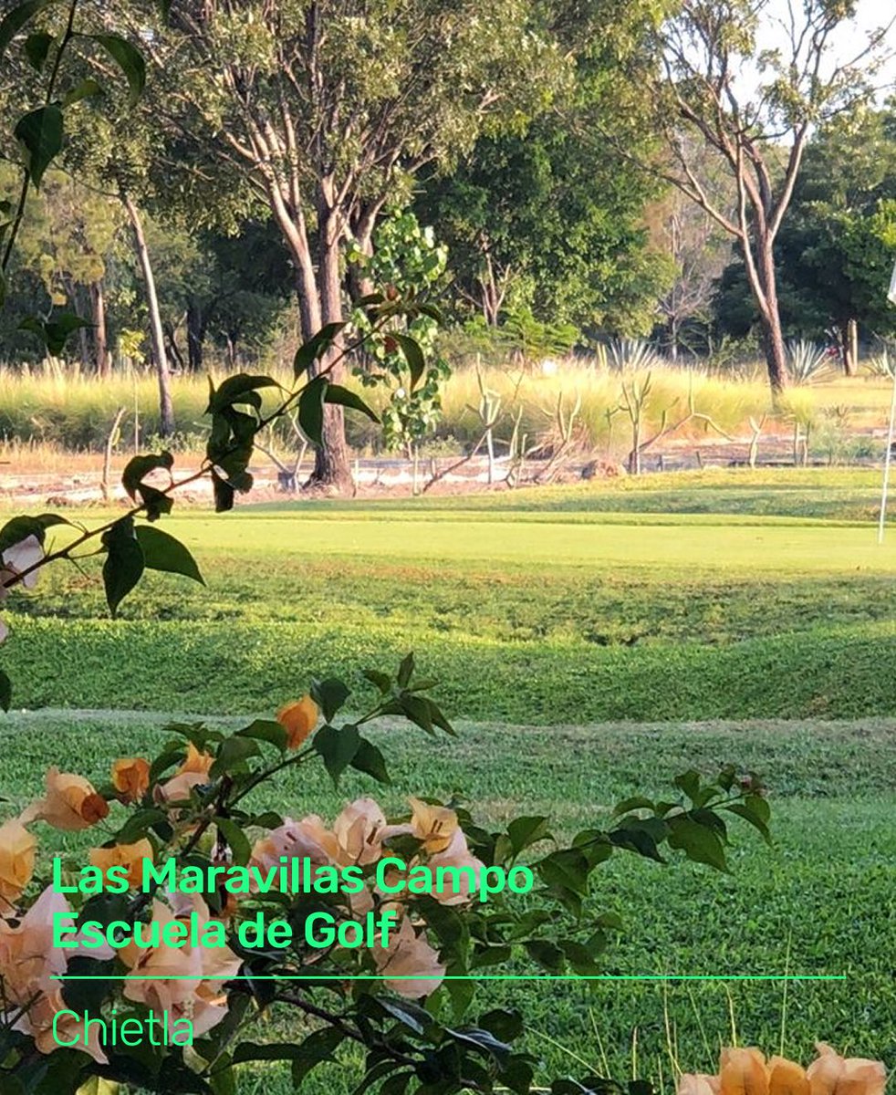 gogolfmx's tweet photo. 💥 ¡Hola Puebla! Las Maravillas Escuela de Golf llega a gogolf.

Campo ejecutivo de 9 hoyos par 3, fundado en 1994, diseñado para perfeccionar el juego corto en un entorno accesible y formativo. Cada hoyo exige precisión, convirtiéndolo en el lugar ideal tanto para quienes empiezan como para quienes buscan afinar su técnica.

Sede de First Tee México, la Escuela Nacional Pública de Golf y la Asociación Nacional de Golf Adaptado, destaca por su enfoque inclusivo y de desarrollo, con clínicas y torneos que hacen del golf una experiencia abierta y en constante crecimiento.

Entra, reserva y juega.
Sin llamadas, sin membresías, sin complicaciones.
→ https://t.co/jiRF470abF

#GoGolf #GolfMexico #GolfMX #CDMX #GolfParaTodos