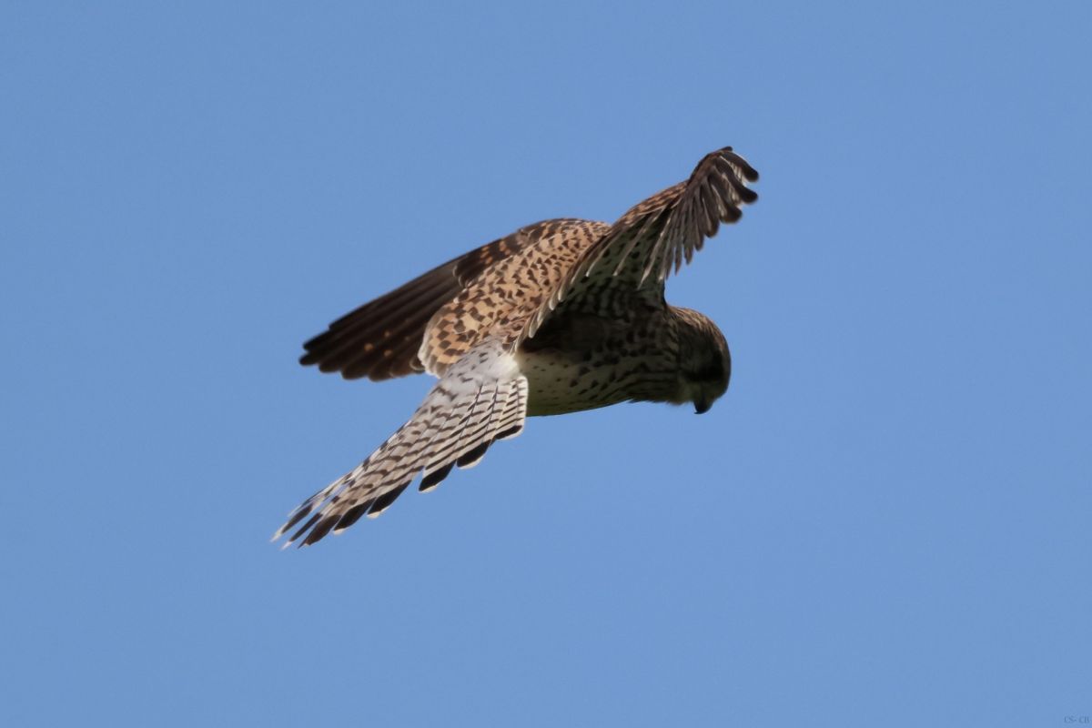 beingmyself_25's tweet photo. Turmfalke im Rüttelflug
#Trumfalke #Greifvogel #Feld #Natur #TiereInFreierNatur #LDK #Apr26 https://t.co/1V7b96tleC