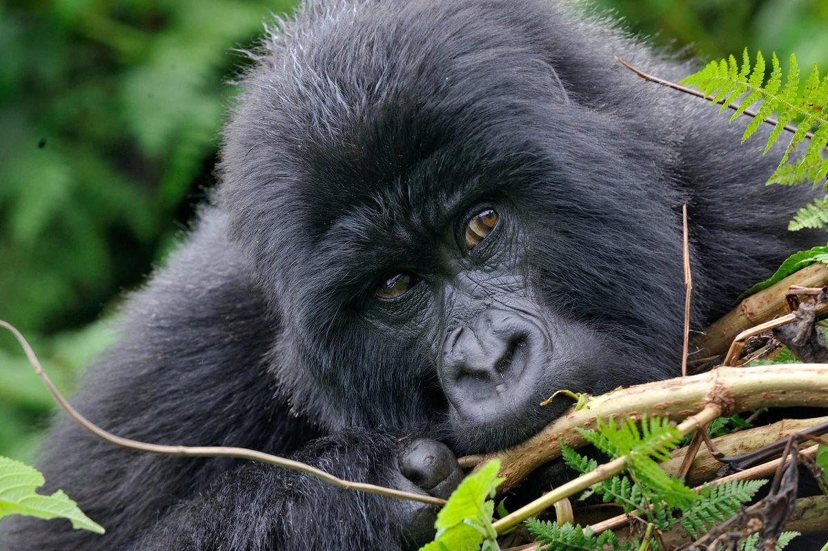 GorillaExplorer's tweet photo. This is your sign to finally book that Rwanda trip. ✈️ The mountain gorillas are waiting, and the permits go fast! 🦍💨
Don't wait for "someday." Make it today with Gorilla Explorers. 🌍👇
#TravelGram #VolcanoesNationalPark #GorillaExplorers #BucketList https://t.co/iLecDVtom1