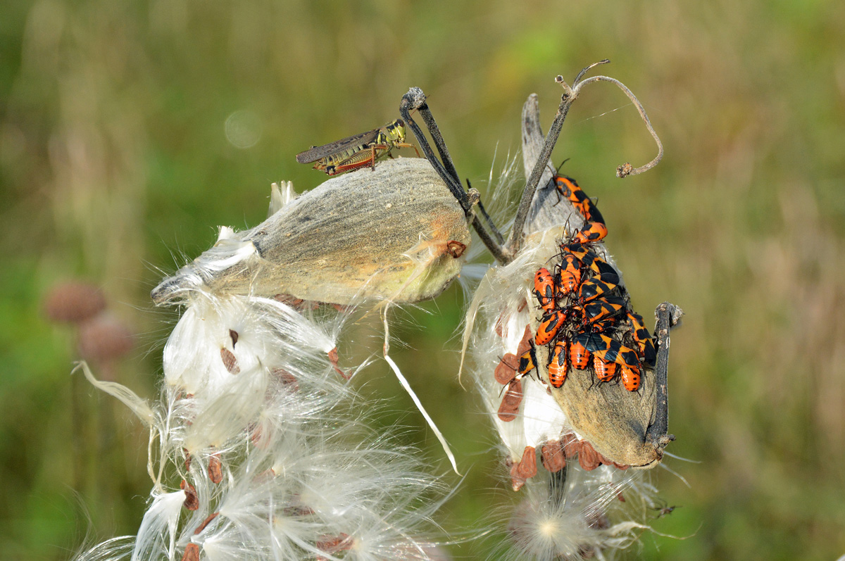BertsosTim's tweet image. #InsectThursday Have not posted this one in a while. A bunch of Milkweed Bugs vying to get to the top while a grasshopper looks on. Who says "vying" anymore?🤪