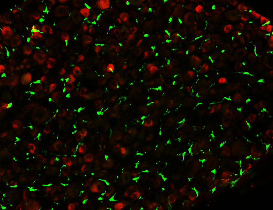 Science Signaling tweet media