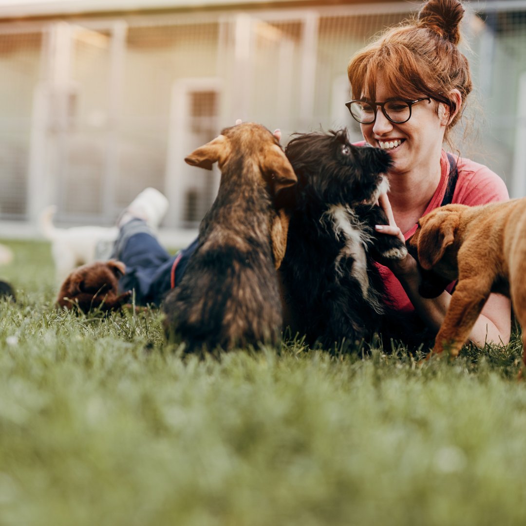 MDCounties's tweet image. @BaltCoGov is proposing a broad update to its #animal #welfare laws. The package would strengthen care standards, speed up case processing, and create a clearer dangerous animal framework. More ⬇️ conduitstreet.mdcounties.org/2026/04/30/bal…