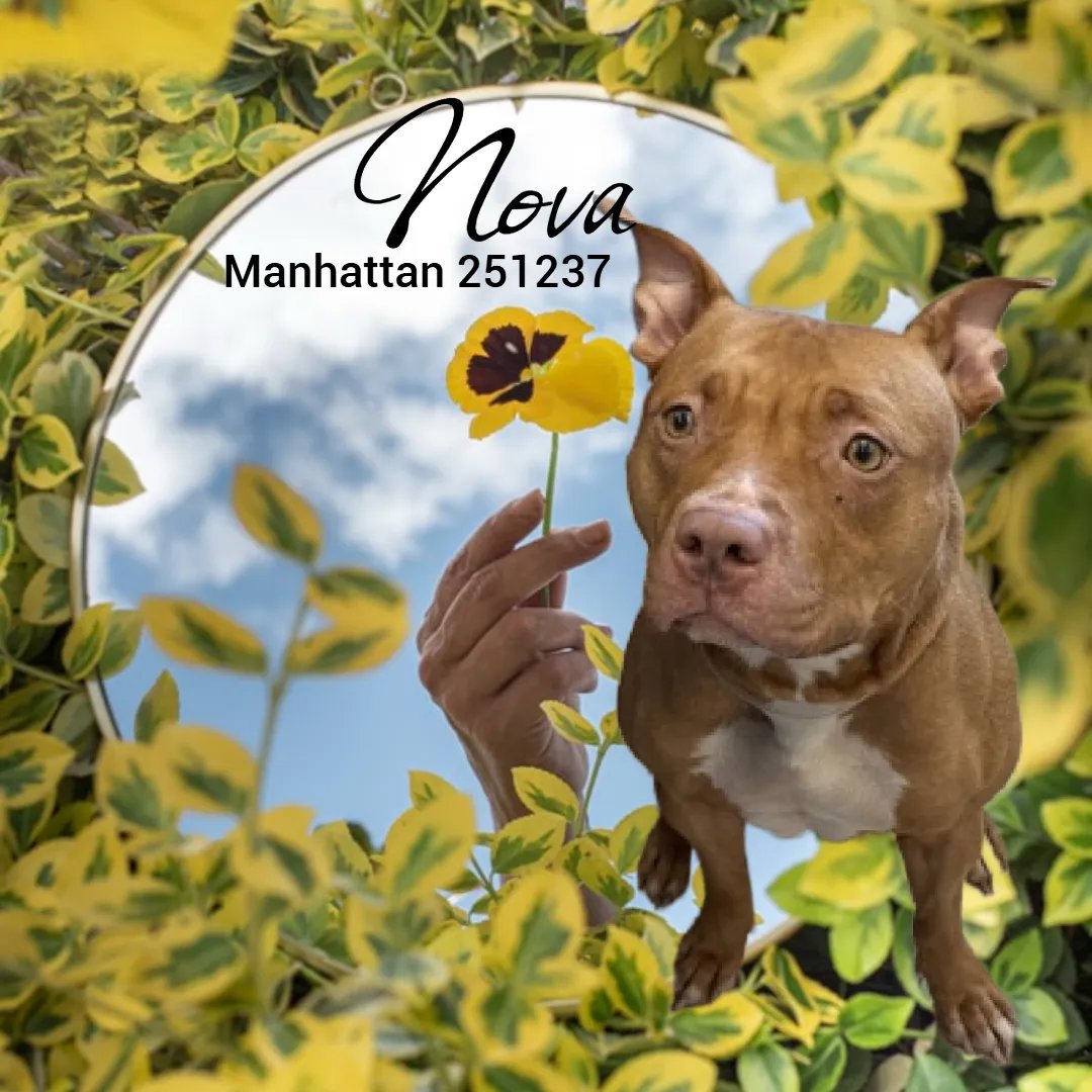 notthesameone2's tweet image. 🚨Last call for 2-y/o Nova aka Chrysanthemum, now under kill command. Found as a stray, brought in by police early April. In trouble for jumping &amp;amp; grabbing handler's PPE &amp;amp; tearing it. Athletic, excited, wiggly, friendly. Earned best possible behavior rating