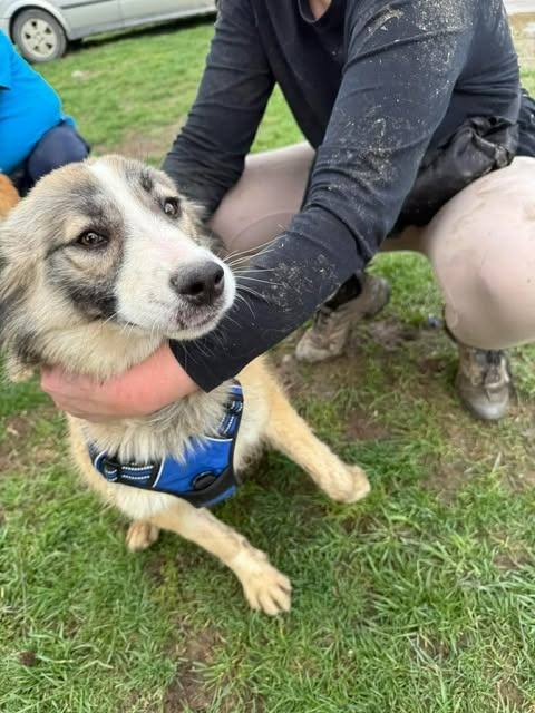 Pawprints to Freedom Rescue🐾 tweet media