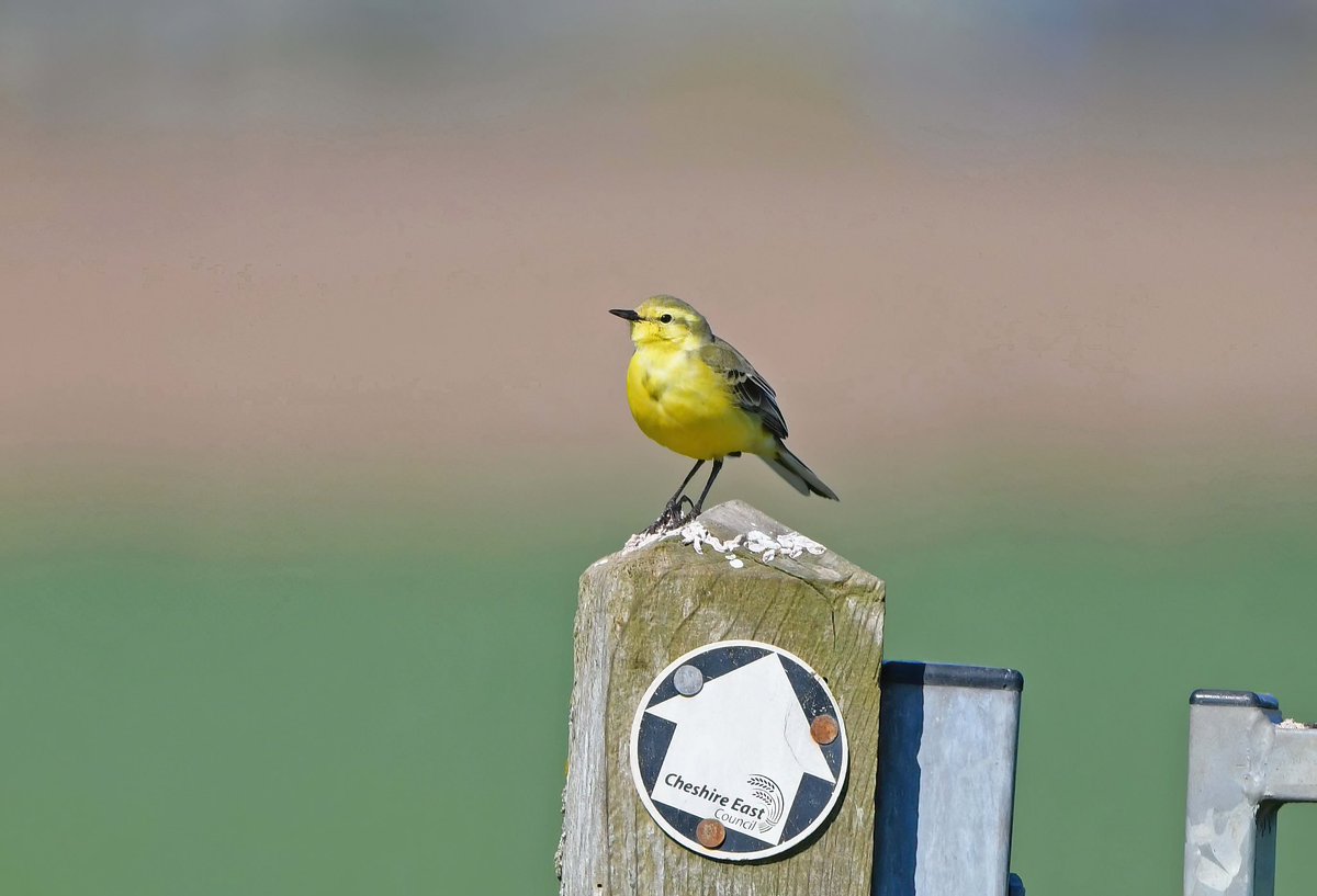 Adski44's tweet photo. First Swifts of the year, and on the patch too. Another male Whinchat found and a dozen Yellow Wagtails. Great local birding today and 25k steps 💪💪 https://t.co/H2DHKbYxXx