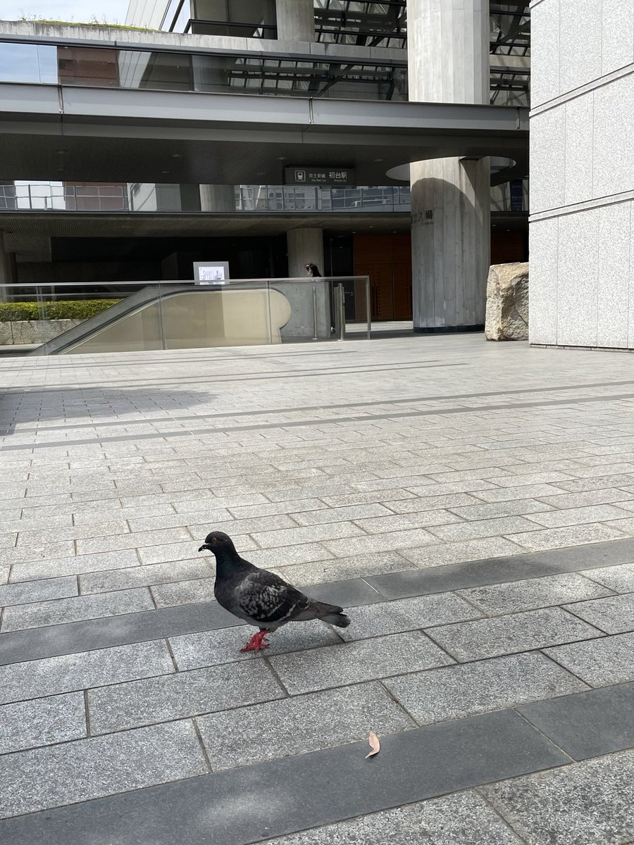 めんじょう tweet media