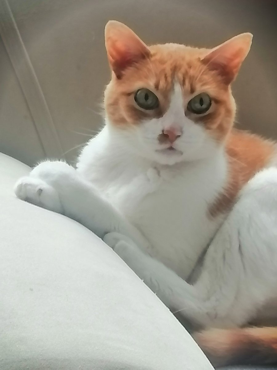 DSchwarzes's tweet photo. El despertador de la casa  🤣 https://t.co/UDV9rLO2Hh