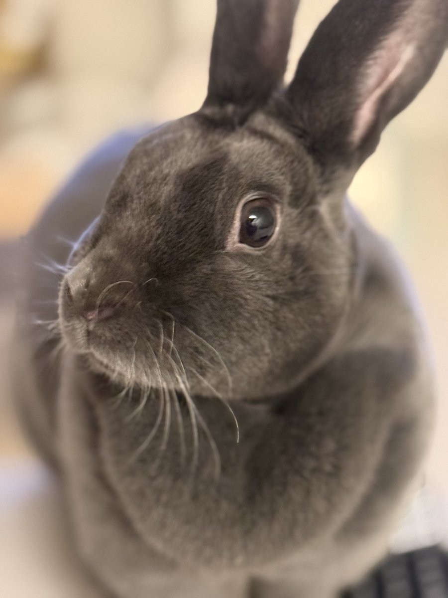 低糖🐰🥥 tweet media
