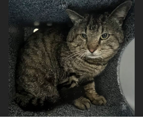 HollywoodDogs's tweet image. Kairo, a 2-year-old tabby at an overcrowded shelter in #Lufkin, #TX, needs a forever home, a foster home, or rescue adoptapet.com/pet/47817972-l… #URGENT #tabby #AdoptableCatofDay 🐱