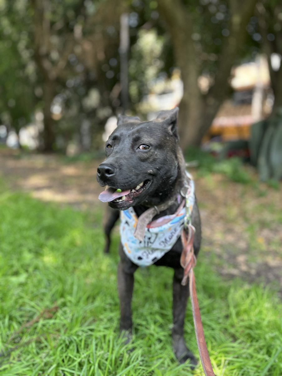 𝙷𝚎𝚕𝚊 𝙼𝚘𝚛𝚎 🐶 tweet media