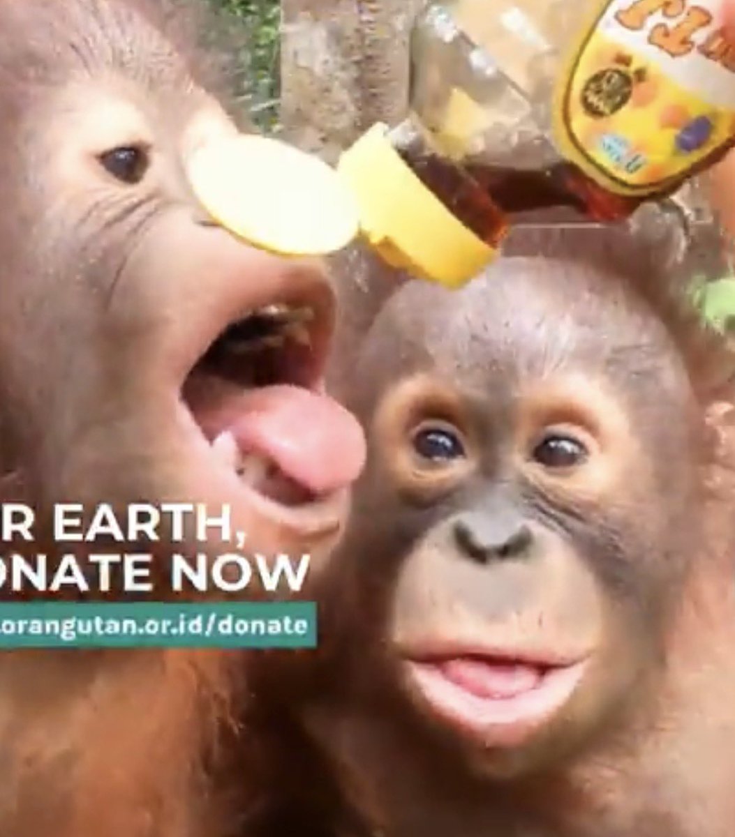 Apetimus Primate tweet media