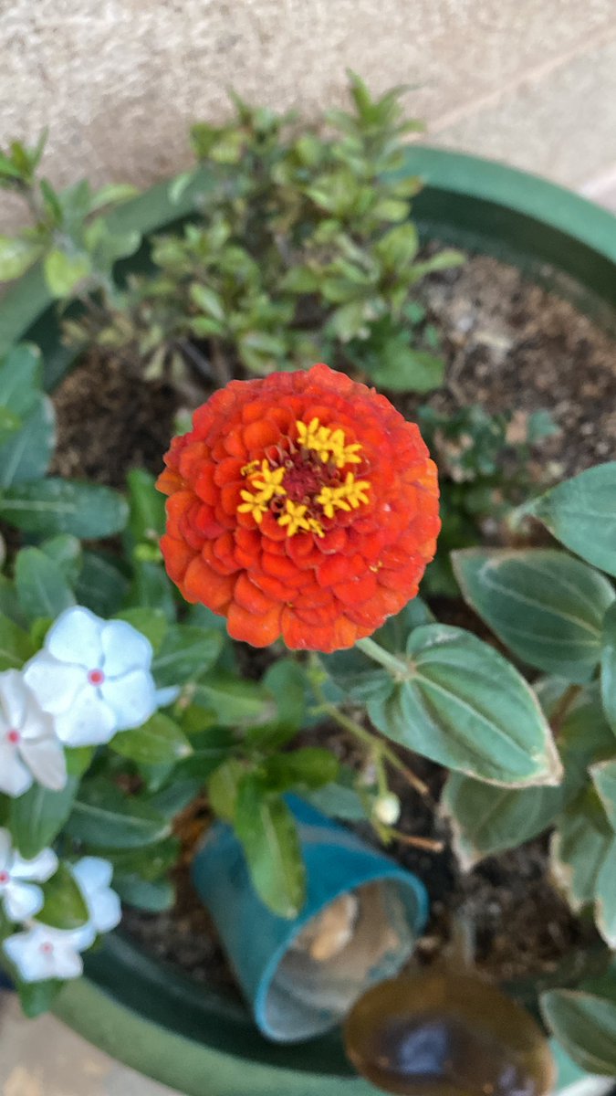 سامية 🍁 tweet media