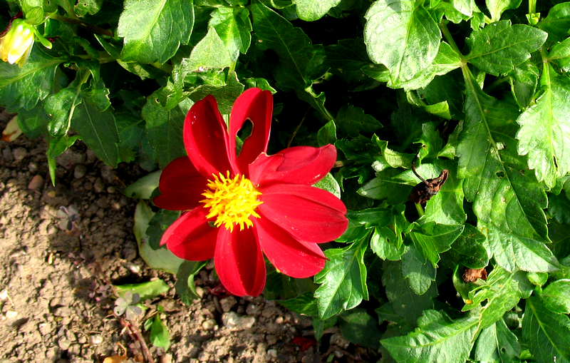 mini_gibus's tweet image. Bonjour Twittland 
Joyeux #JeudiPhoto🌸Happy day  

#JamaisSansLesFleurs #NatureLover