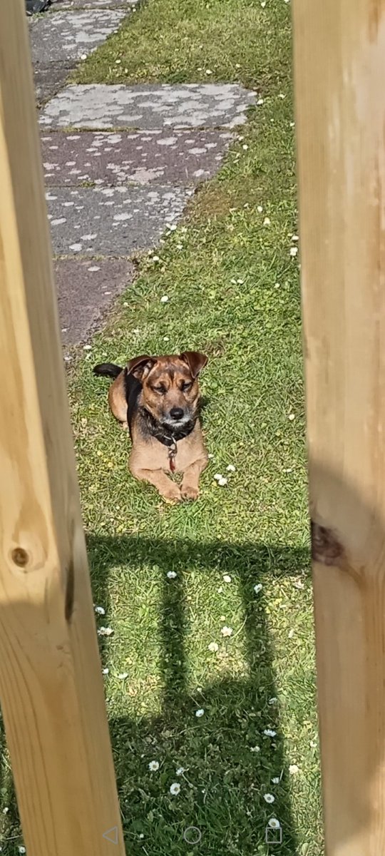 prouddevonian's tweet photo. The Dug trying his best not to fall asleep whilst catching the last of the sun in the back garden... #DopeyDug #BestMate https://t.co/KafHTa7et0