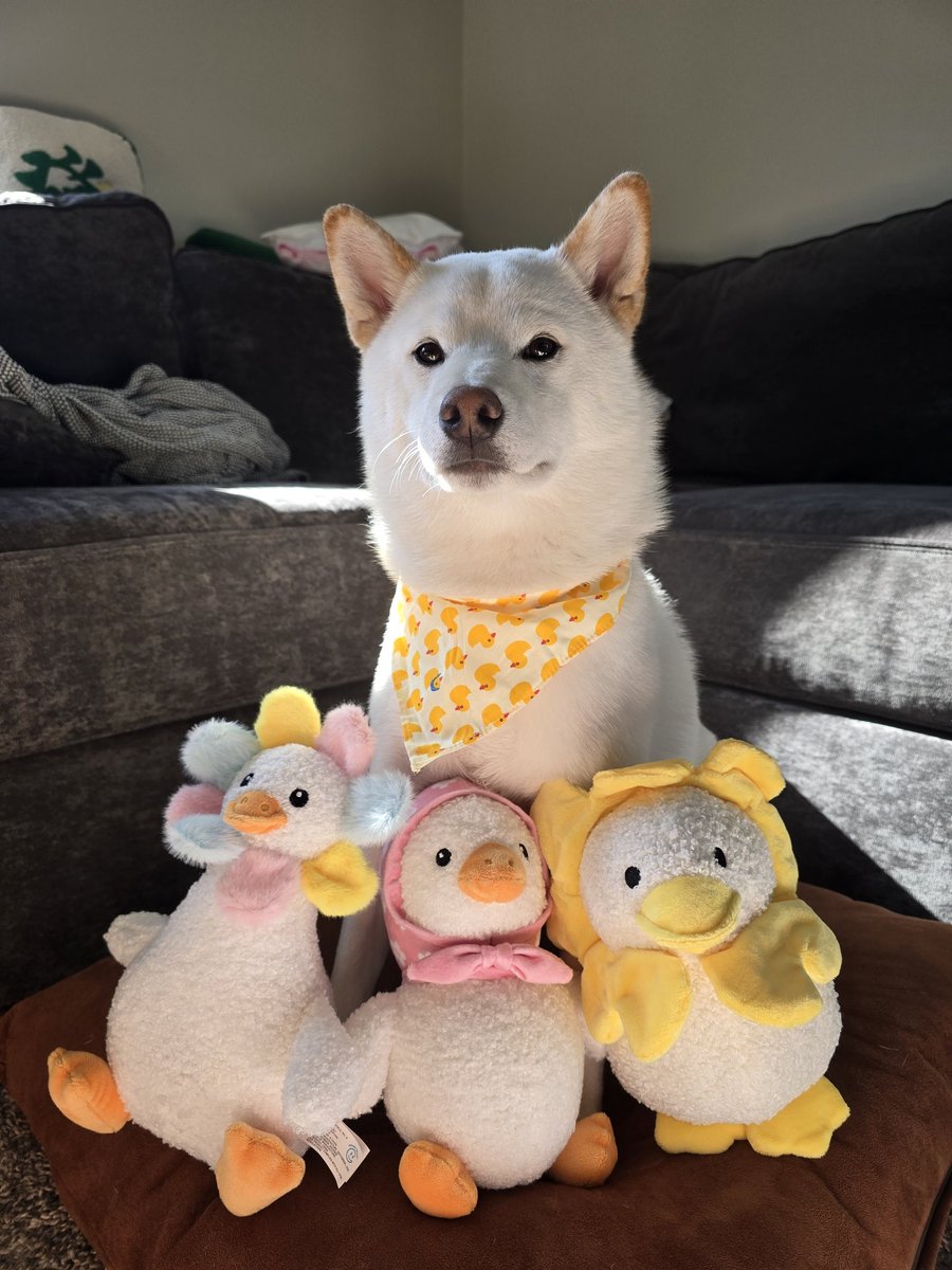 VolitheBooli's tweet photo. Can never have too many new toys 
#shiba #shibainu #cute #cutedogs https://t.co/SWlMHDMI53