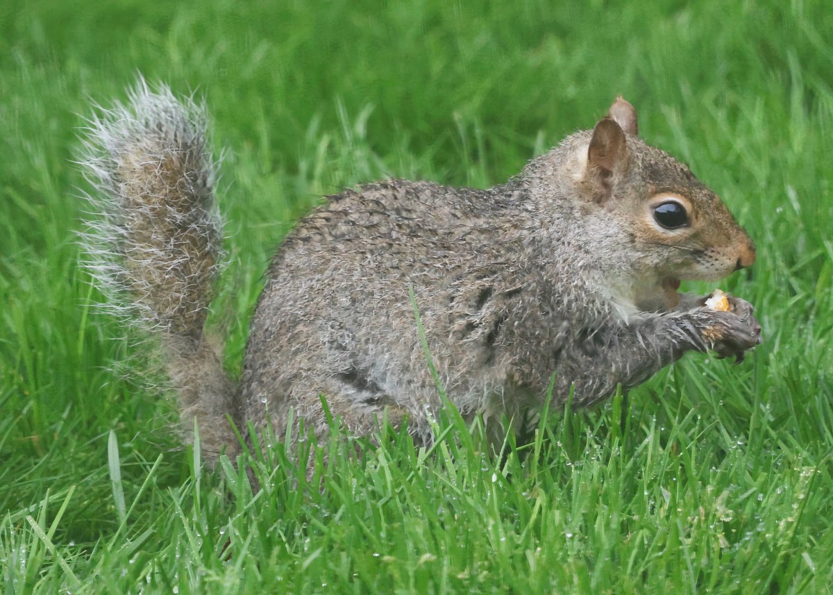 mchesner's tweet image. It’s a busy, soggy day in the backyard as all the animals try to snatch food between cloudbursts.

#RedBelliedWoodpecker #Woodpecker #Squirrel #BlackSquirrel #GraySquirrel #TrumbullCT #Connecticut