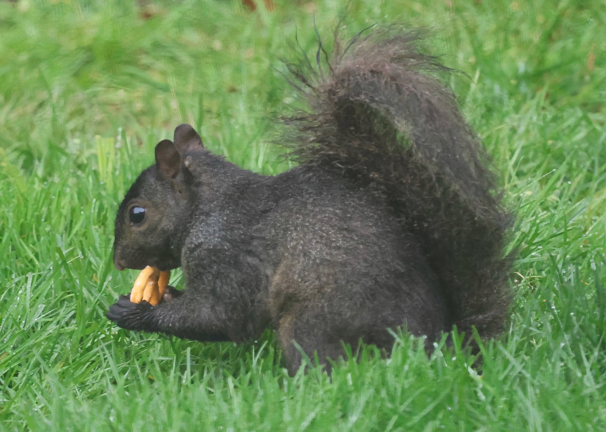 mchesner's tweet image. It’s a busy, soggy day in the backyard as all the animals try to snatch food between cloudbursts.

#RedBelliedWoodpecker #Woodpecker #Squirrel #BlackSquirrel #GraySquirrel #TrumbullCT #Connecticut