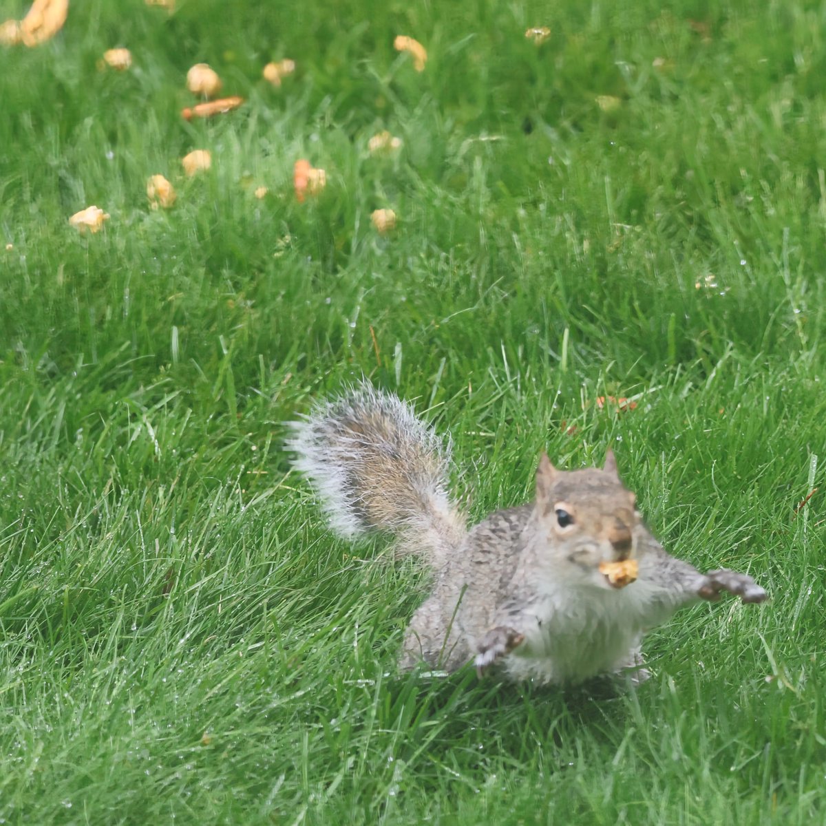 mchesner's tweet image. It’s a busy, soggy day in the backyard as all the animals try to snatch food between cloudbursts.

#RedBelliedWoodpecker #Woodpecker #Squirrel #BlackSquirrel #GraySquirrel #TrumbullCT #Connecticut