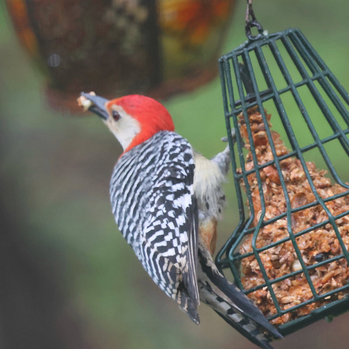 mchesner's tweet image. It’s a busy, soggy day in the backyard as all the animals try to snatch food between cloudbursts.

#RedBelliedWoodpecker #Woodpecker #Squirrel #BlackSquirrel #GraySquirrel #TrumbullCT #Connecticut
