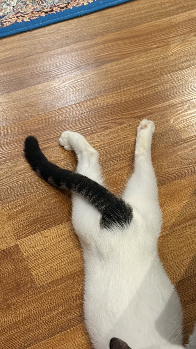 اون سيبى كه نبايد گاز بزنى tweet media