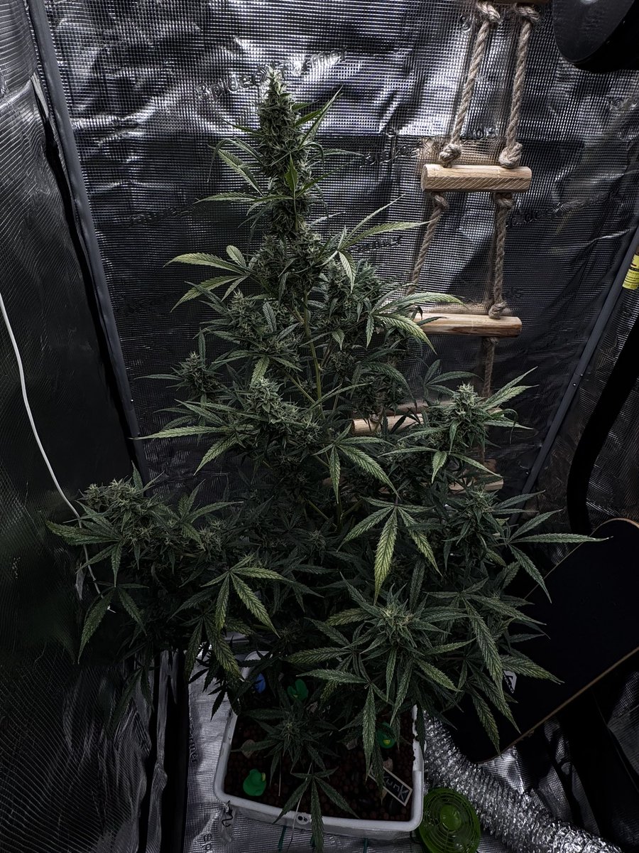 ZielonyPatrolEF's tweet image. DailyDay 30.04.2026 

3 liters of water today. It's growing well. Nothing is missing. Cheers everyone!

#chill #grow #edu