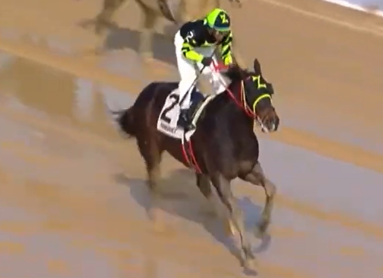 America’s Pastime Stables tweet media