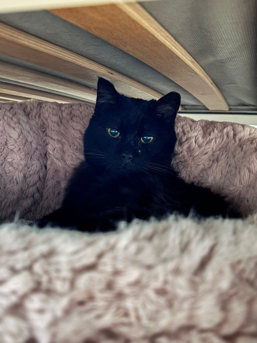 Asociación Felina de Romangordo tweet media