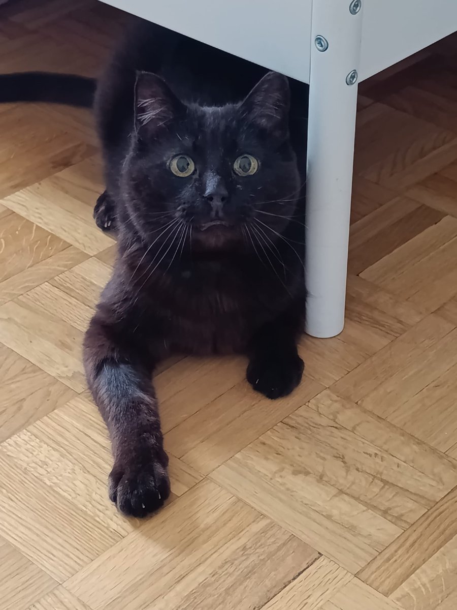 Asociación Felina de Romangordo tweet media