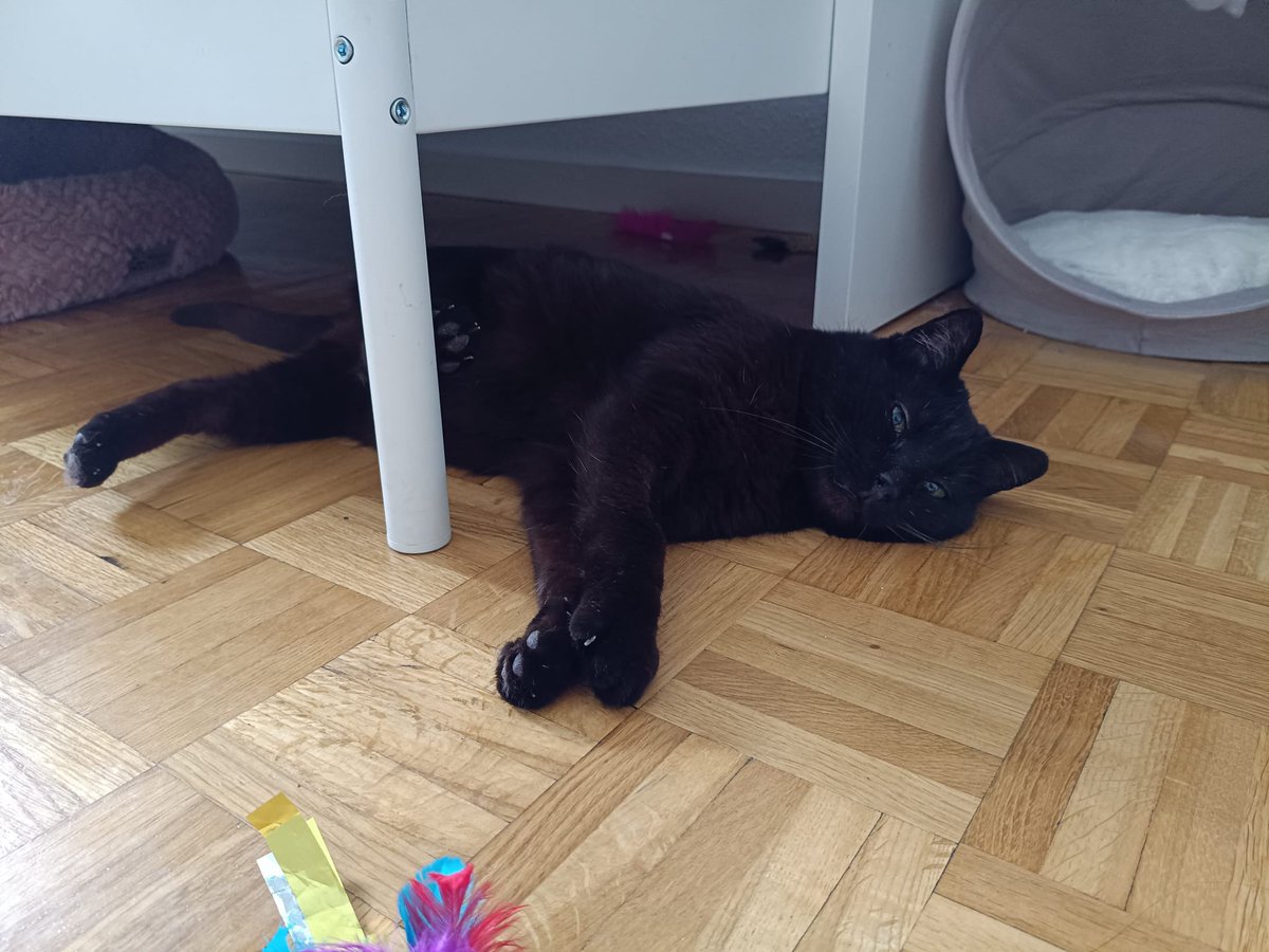 Asociación Felina de Romangordo tweet media