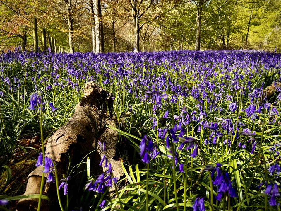 FriendsMortimer's tweet photo. Nature Newsletter - Friends of Mortimer Forest - https://t.co/E80mMW0ZwC https://t.co/E6YMr8Lyve