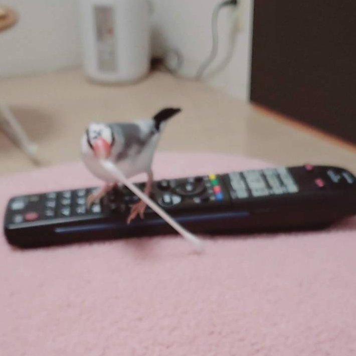 RXPIKO's tweet photo. 2020/1/31
綿棒で楽しく遊ぶ鈴ちゃん https://t.co/M7DfkjGHek