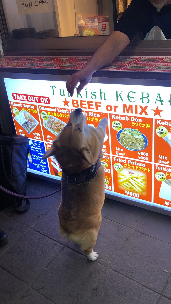 コーギー🐶May🐶 tweet media