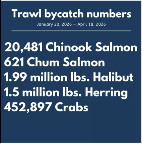 Trawler_Bycatch's tweet photo. @MeatEaterTV 

Genetic testing of salmon bycatch can take months or even a year to complete.

Anyone who says the chinook are not Western Alaska bound is quoting old data. https://t.co/WrzDDQqm4T