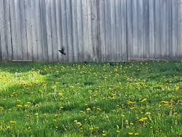 In desperate need of lawn maintenance. Please send ICE - they broke it, they own it.