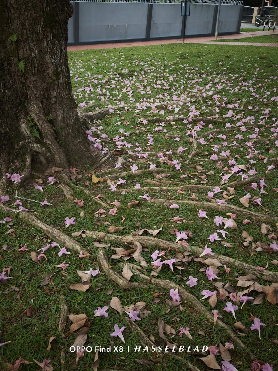 andrew01chong's tweet photo. Just sharing a little piece of nature's beauty today! Love finding these delicate pink blossoms nestled amongst the green grass and roots. So peaceful. 

#hasselblad #pink #green #nature #chill #oppo https://t.co/qXshVmTN86