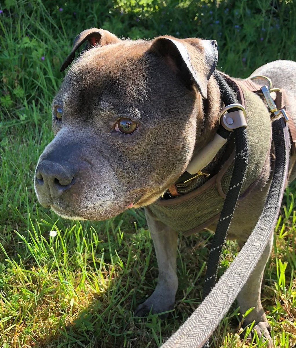 Don't forget our beautiful blue boy Rocco is now available for adoption 🩵💙
He's a smashing little fella, friendly and fun and looking for his pawfect furever home 🏠 please help?seniorstaffyclub.co.uk/adopt-a-staffy… #Teamzay #adoptdontshop #rescuedog #staffordshirebullterrier 💙