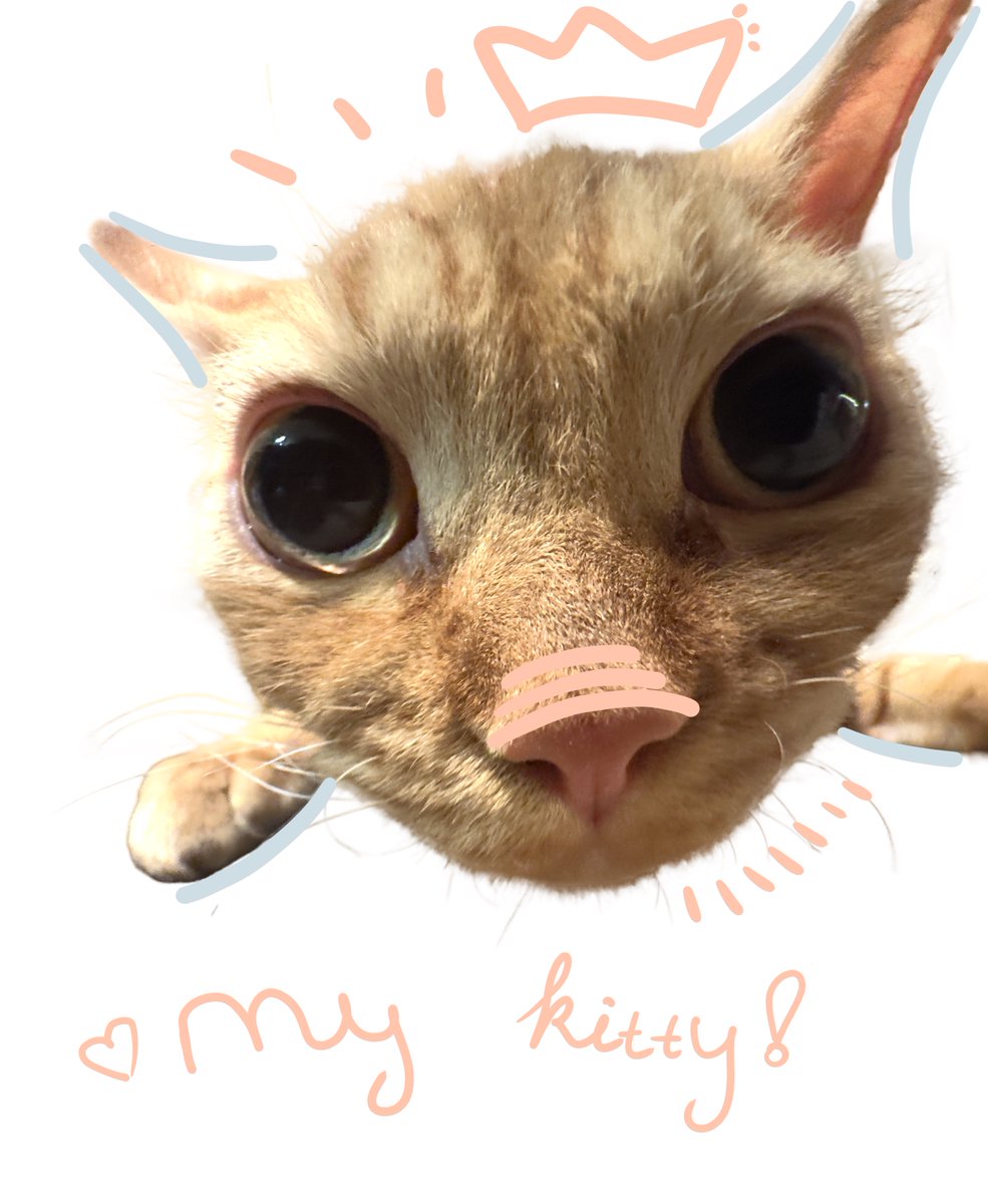 ˏ・✦ renn ✦・´ tweet media