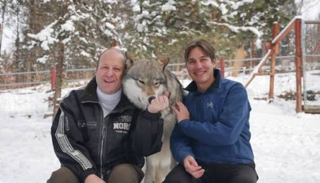 SeanPaige's tweet image. Saddle-up, #copolitics! Colorado's badly botched rewolfing program is galloping down another dead end in its thus-far futile quest to make this failed experiment make sense. 

Colorado is expanding its range rider program to “reduce wolf conflicts” with livestock:
