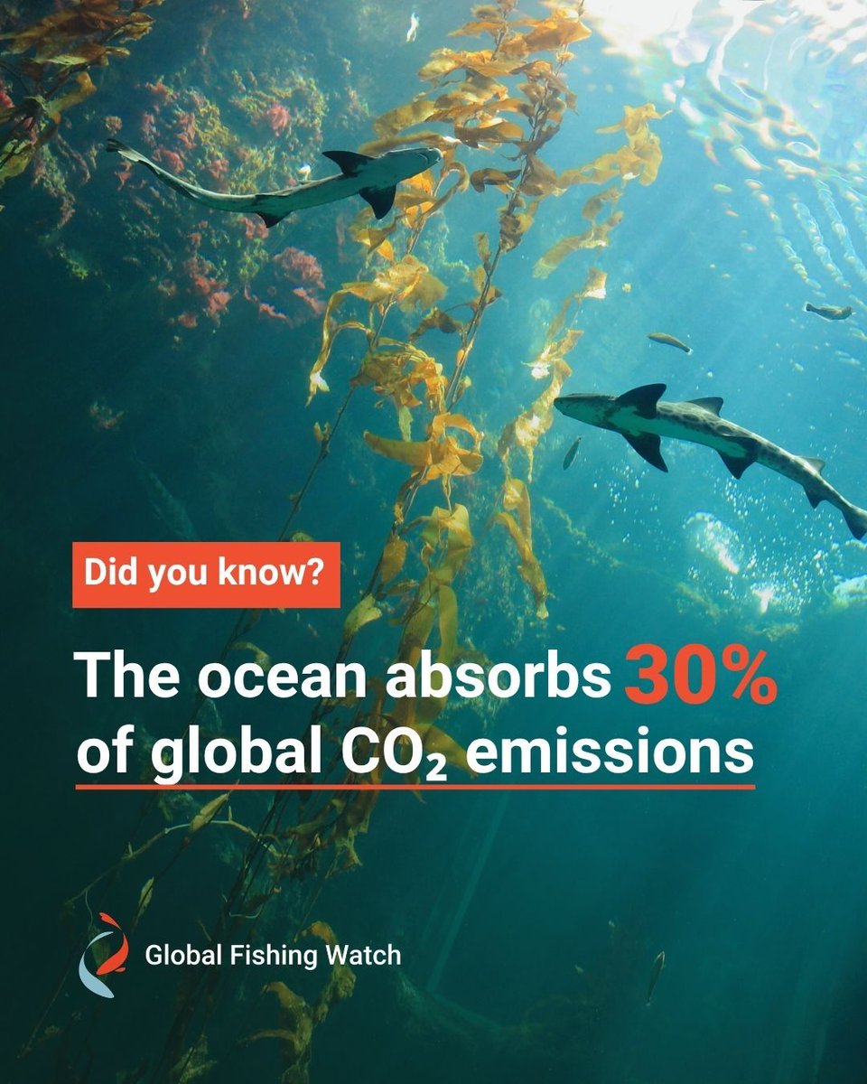Global Fishing Watch tweet media