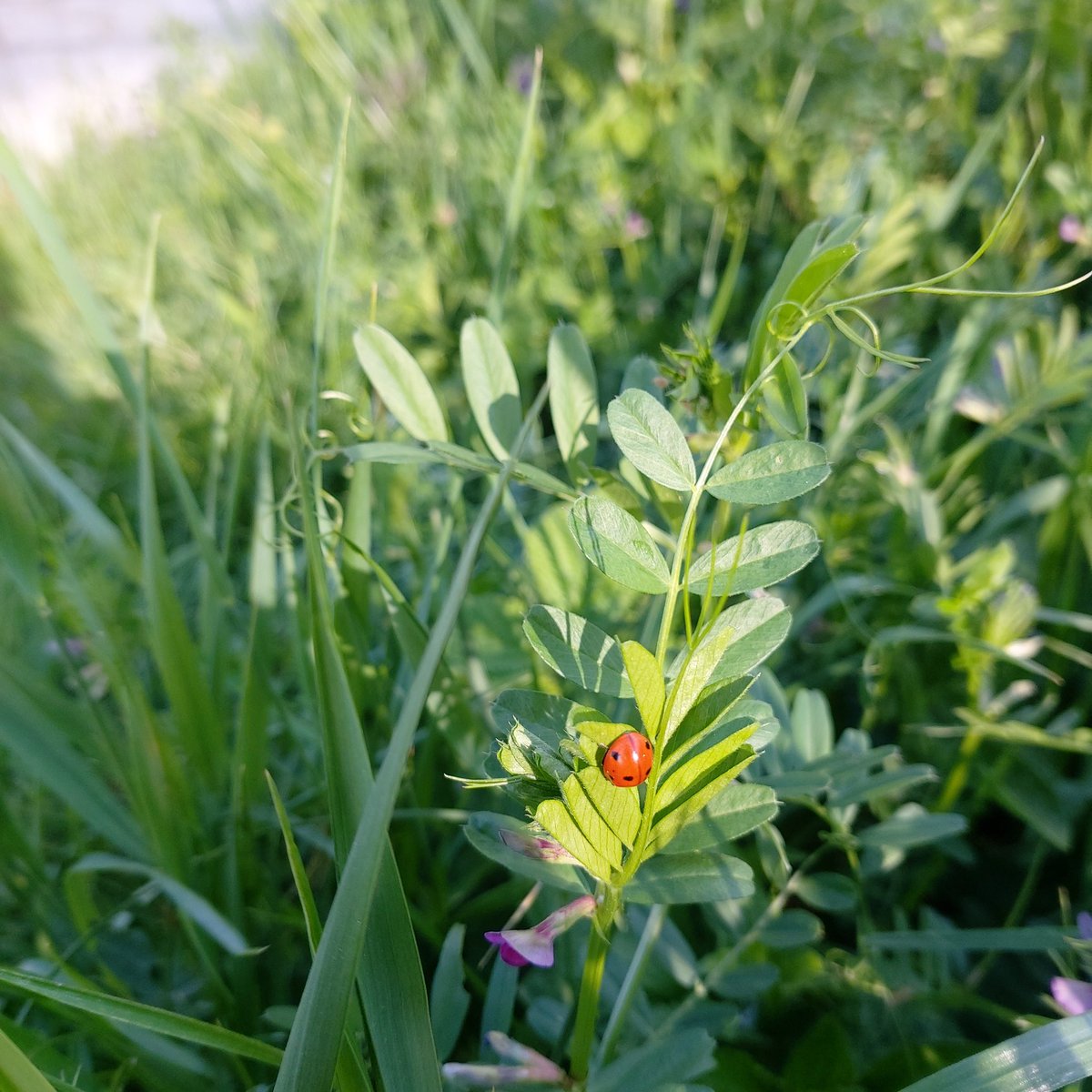 KlaicZB's tweet image. Zagrebačka bubamara ❤. Autohtona, sa 7 točaka, a ne one invazivne, raznih boja i s različitim brojem točaka. #ladybug