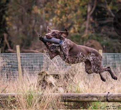 CheshireShow's tweet image. 𝐒𝐨𝐦𝐞𝐭𝐡𝐢𝐧𝐠 𝐍𝐄𝐖 𝐢𝐬 𝐜𝐨𝐦𝐢𝐧𝐠 𝐭𝐨 𝐭𝐡𝐞 𝐂𝐨𝐮𝐧𝐭𝐫𝐲𝐬𝐢𝐝𝐞 𝐋𝐢𝐯𝐞 𝐭𝐡𝐢𝐬 𝐲𝐞𝐚𝐫! 🐾

Come and see the Gundog Scurry in action – fast-paced, exciting, and open to all. Entries will be taken on the day, so why not give it a go? 🐕

#workingdogs #dogs #farm