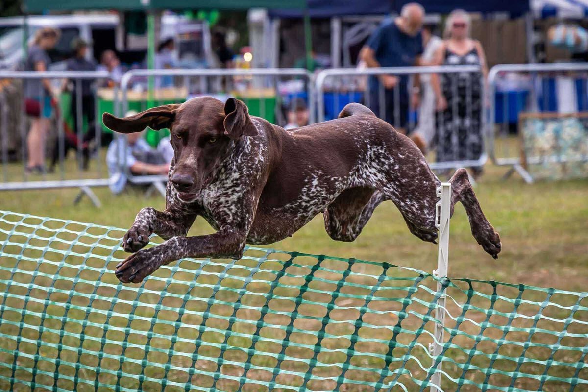 CheshireShow's tweet image. 𝐒𝐨𝐦𝐞𝐭𝐡𝐢𝐧𝐠 𝐍𝐄𝐖 𝐢𝐬 𝐜𝐨𝐦𝐢𝐧𝐠 𝐭𝐨 𝐭𝐡𝐞 𝐂𝐨𝐮𝐧𝐭𝐫𝐲𝐬𝐢𝐝𝐞 𝐋𝐢𝐯𝐞 𝐭𝐡𝐢𝐬 𝐲𝐞𝐚𝐫! 🐾

Come and see the Gundog Scurry in action – fast-paced, exciting, and open to all. Entries will be taken on the day, so why not give it a go? 🐕

#workingdogs #dogs #farm