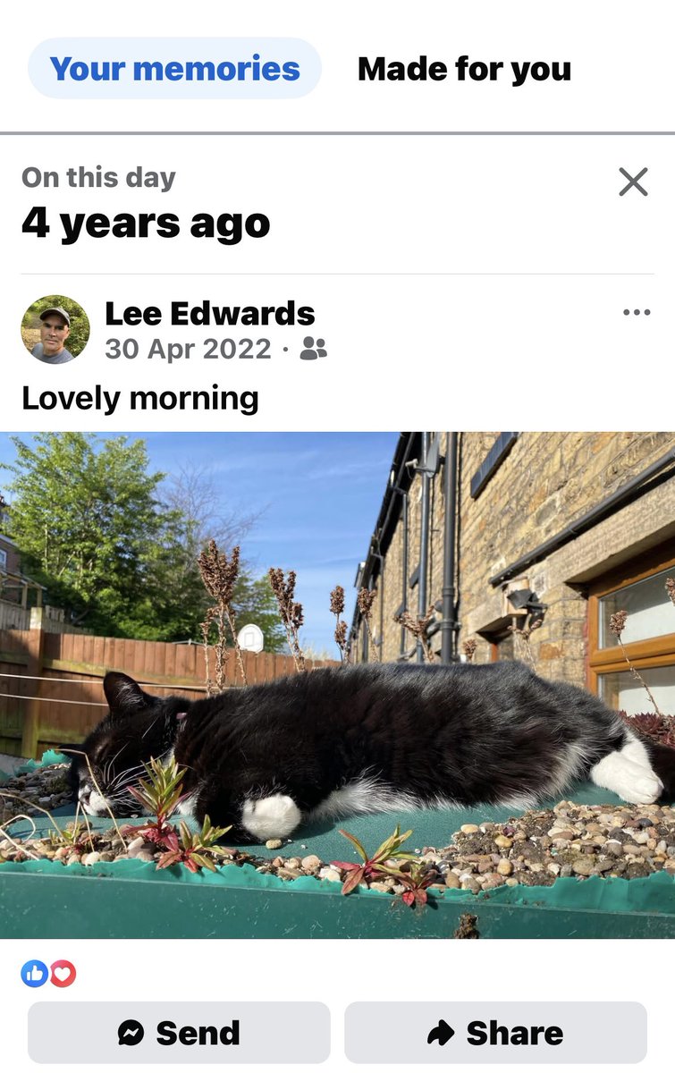 Manclee's tweet image. Oh gawd my #Sweep 🐈‍⬛ 🌈🥲