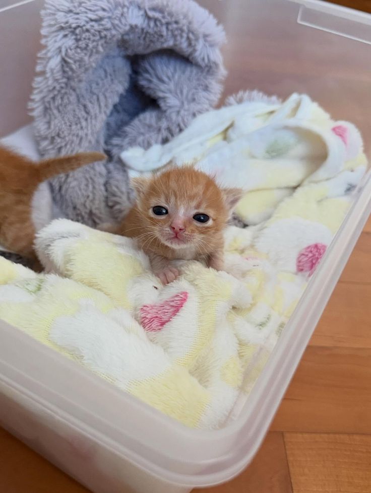 Posts Of Kittens🐾 (@postsofkittens) on X