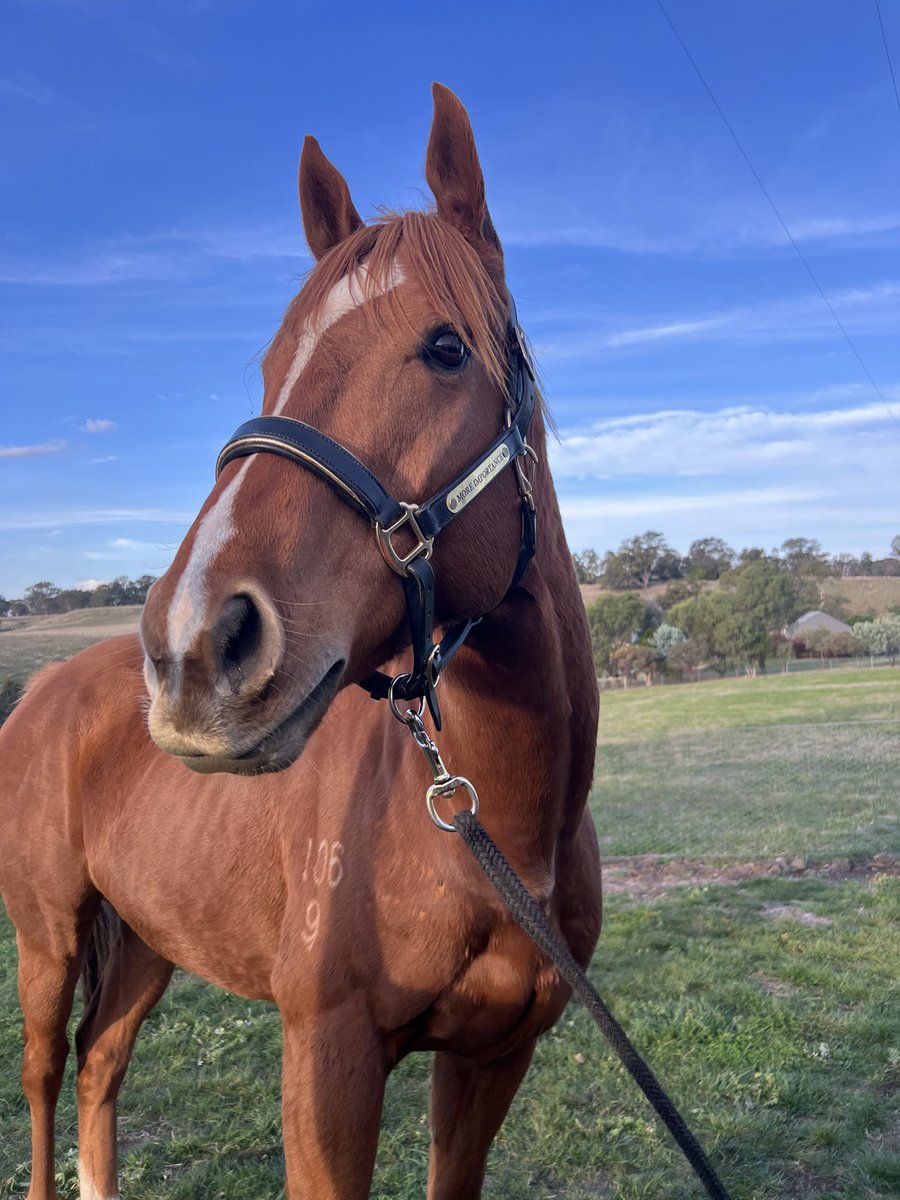 Lunar & Sunny 🐴 tweet media