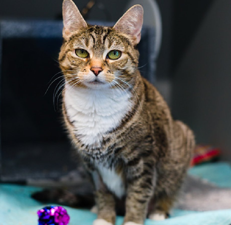 JLthekid9999's tweet photo. 🆘🆘 WINTER (ID 250119), 6 YO, FEMALE –  IN QUEEENS ACC - came into the shelter as an  aco - owner surrender on 3/20/2026, with the surrender reason stated as animal behavior - aggressive towards people.    🆘🆘 😿 😿 😿 😿

➡️TBD 5/2/26

➡️ NEW HOPE PARTNER RESCUE ONLY

➡️ TOO LOW ON PLEDGES TO STIMULATE RESCUE INTEREST

➡️🆘🆘 9TH Chance on Emergency Placement List – ALMOST UNPRECEDENTED – AND SHELTER AT MAXIUMUM CAPACITY - NOW IS THE TIME TO ACT/HELP WINTER - HIGHEST EU/SILENT KILL RISK- VERY LIKELY LAST CALL FOR WINTER.

➡️ 42 DAYS IN SHELTER – TOO LONG – TIME IS RUNNING OUT

➡️ WINTER IS ON THE EPL FOR BEHAVIORAL REASONS - She is not thriving in the care center and continues to display distance-increasing behavior when approached for interactions. She has not warmed up despite staff using treats to build a positive association.  This designation often means that the cat will be given very little time for rescue/foster/adoption.🔥🔥🔥🔥

Winter is now beginning to accept treats and she has responded positively to gabapentin. ❤️ 😻❤️ 😻❤️ 😻

NEEDS OUT OF SHELTER ASAP –

Please RT or pledge, if you can, to save this little one.

@AdamsPaulGrimke

@mehser12

💔😿🙏Thank you
