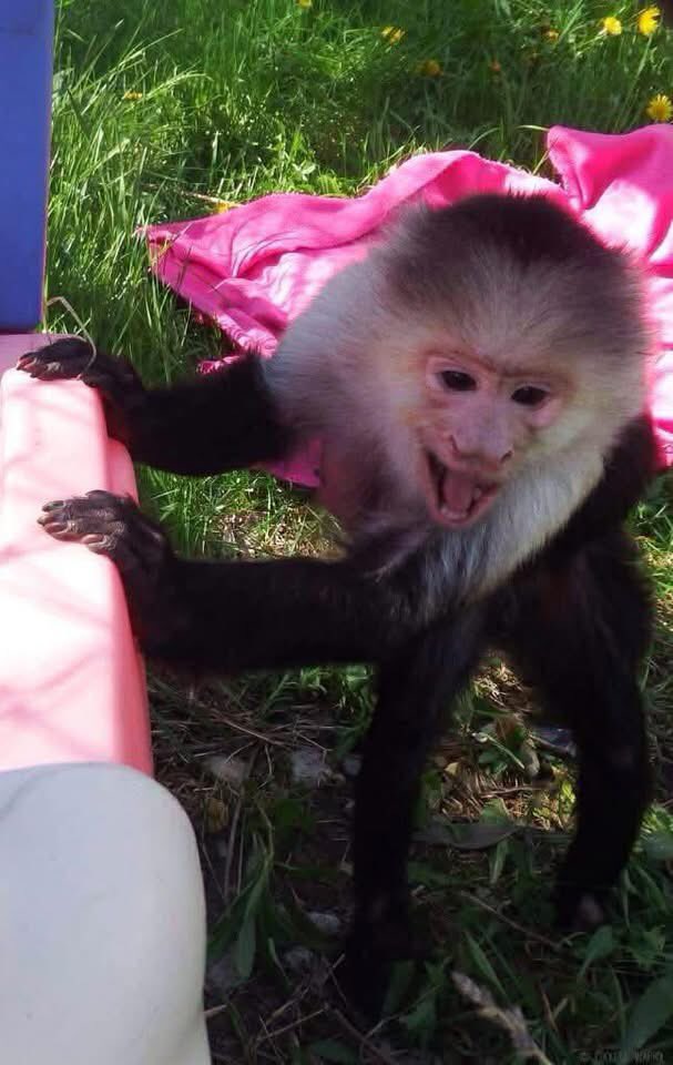 PocketsWarhol's tweet image. I always remembered to keep my feet on the ground 🌱🐒🪽#pocketswarhol #rememberme #AFTERLIFE