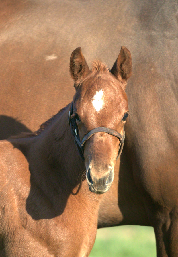 TaylorMadeSales's tweet photo. Racing for Repole Stable | Bred by DJ Stable | Trained by Todd Pletcher

Oaks Contender — Zany #TMGrad
Raised here. Built for this 🌸💪🏇

📸 Kelcey Loges 
@DJ_Stable @RepoleStable @PletcherRacing https://t.co/tIh3MJlX5a
