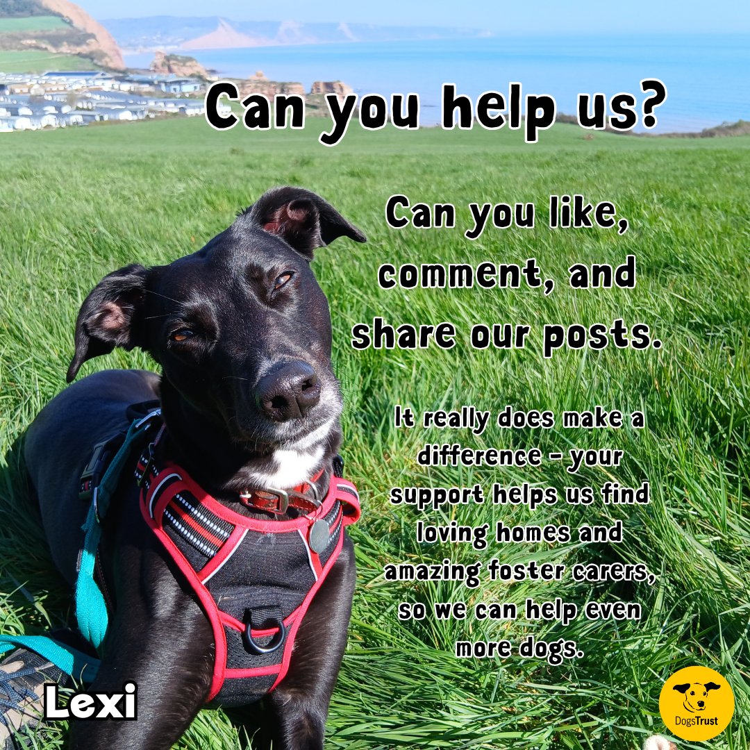DT_Ilfracombe's tweet photo. Every like, comment, and share helps our dogs reach more people. 🐾

It really does make a difference - your support helps us find loving homes and amazing foster carers so we can help more dogs. 

Thank you for being part of their journey. 💛

#ADogIsForLife https://t.co/eFVQqahIuw