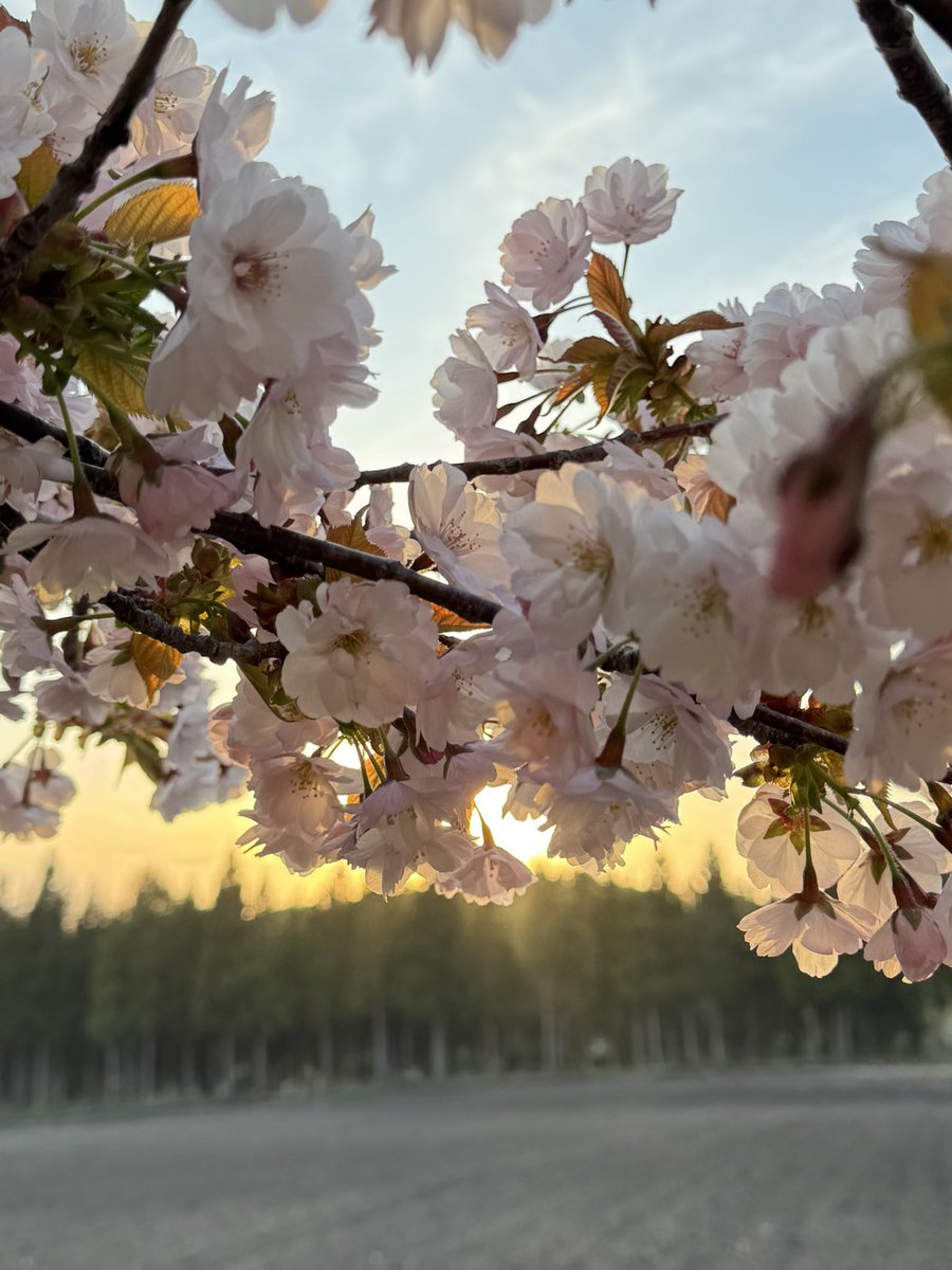 zuribow's tweet photo. 夕陽の時間に桜を見に行ったらとても綺麗だった

#函館
#石崎地主海神社
#桜
#iPhone15promaxで撮影
#写真好きな人繋がりたい 
#写真撮ってる人と繋がりたい https://t.co/5tXSgPGWID